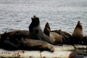 Fanny Bay Sea Lion